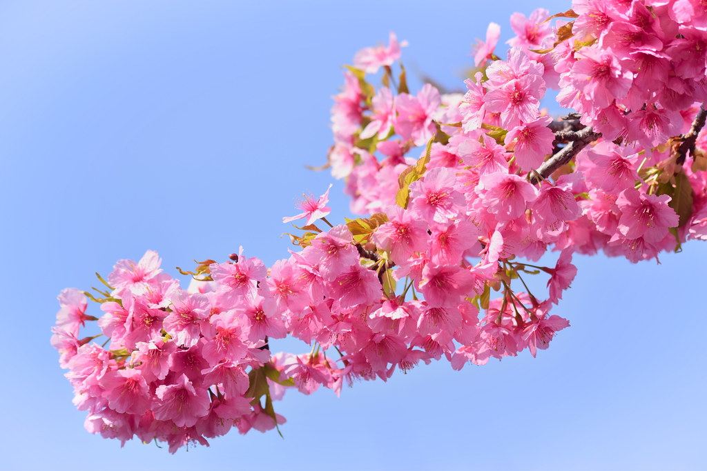 Deep pink Kawazu-zakura cherry blossoms against a blue sky