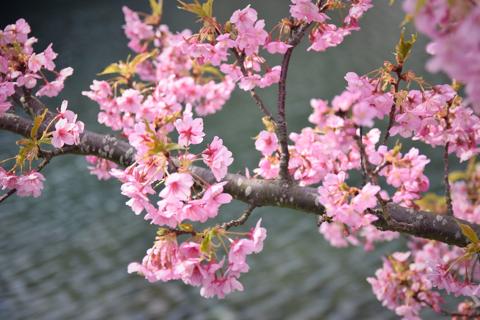 A branch of Kawazu-zakura blossoms over the river