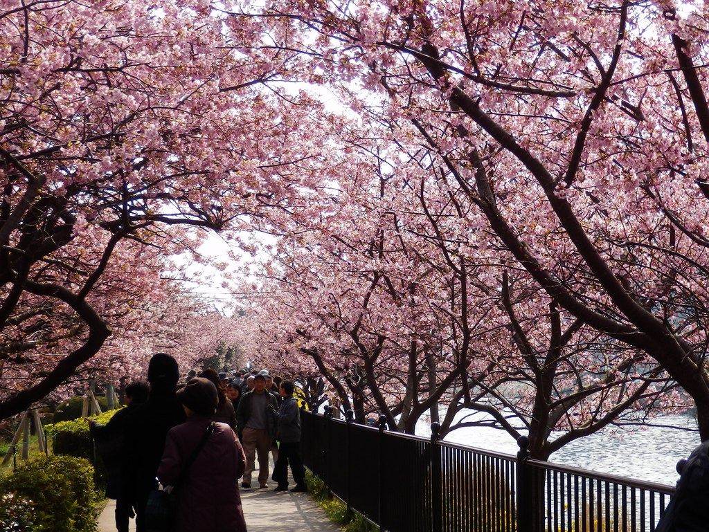 Visitors walking under a tunnel of pink Kawazu-zakura along the river