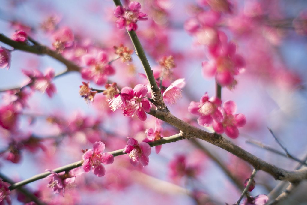 Close-up of pink plum blossoms on a bare branch